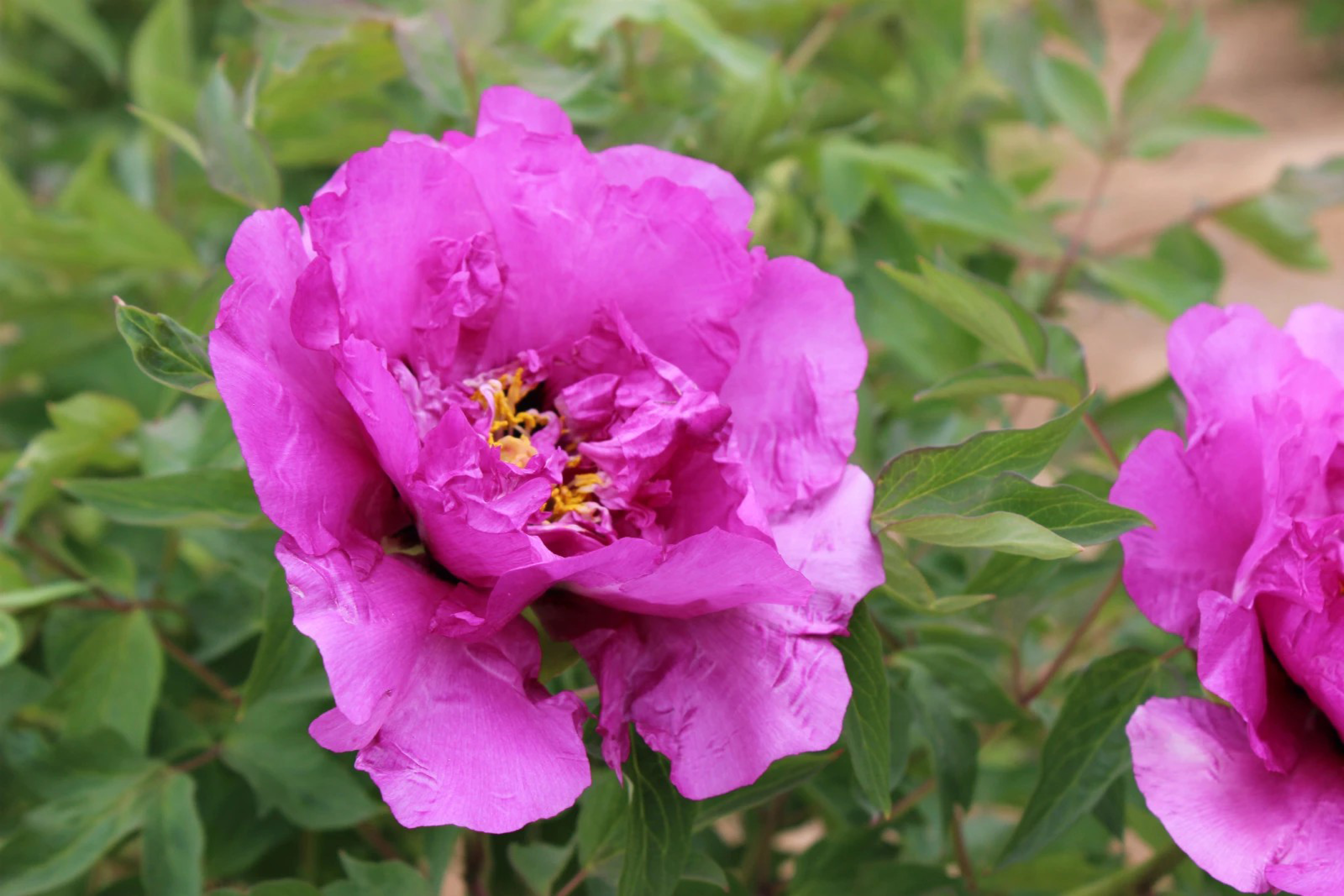 姹紫嫣红  尚逸瑾-4